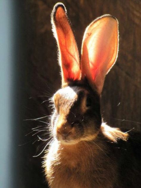 Belgian Hare Hare Aesthetic, Easter Hare, The Magic Faraway Tree, Black Rabbit, Pin Design, Rabbit Art, Oak Leaf, Animals Friends, Beautiful Creatures