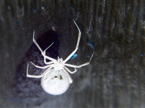 Widow Spider | A-Z List of 125 Rare Albino Animals [Pics] Albino Spider, Melanistic Animals, Rare Albino Animals, Crab Spider, Widow Spider, Black Widow Spider, Albino Animals, Unusual Animals, Rare Animals