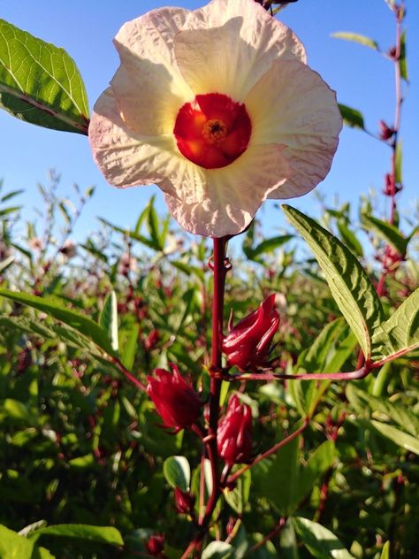 Roselle Hibiscus Tea - Frog Song Organics | Organic Farm | Central Florida Rosella Recipes Hibiscus, Roselle Hibiscus, Roselle Flower, Hibiscus Roselle, Swamp Hibiscus, Frog Song, Sea Hibiscus, Hibiscus Red, Green Basket