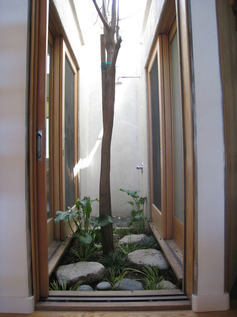 An internal pocket courtyard acts as a light well, open air shower, and 'solar chimney'. Working as a solar chimney the courtyard allows heat to escape up the vertical space, drawing cool air into the house through the oversize sliding glass doors that open up both ends of the house. This kind of passive/non-automated, climate control method gives the home’s occupants an interactive relationship with their microclimate that lessens their dependence on the carbon hungry air conditioning sys... Tree Inside House, Artistic Tree, Indoor Courtyard, Pocket Garden, Interior Design Gallery, Inside House, Courtyard Design, Internal Courtyard, Light Well