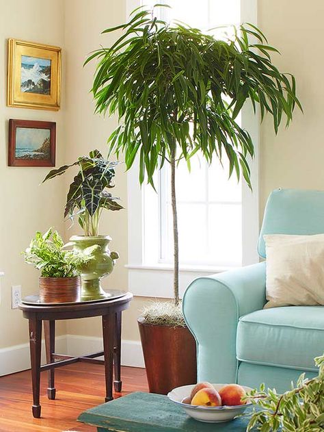 Add a little nature to your home or office with an indoor tree! These low-maintenance plants easily thrive indoors and add a beautiful touch to any room in your home! Best Indoor Trees, Big Indoor Plants, Tall Indoor Plants, Indoor Plants Low Light, Houseplants Low Light, Indoor Tree, Living Room Plants, Indoor Trees, Best Indoor Plants