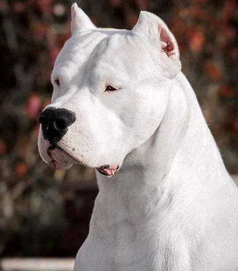 Top 66 Best Dogo Argentino Dog Names | PetPress Dog Argentino, Dogo Argentino Dog, Pitbull Training, Best Dog Names, Animals Tattoo, Bully Breeds Dogs, Scary Dogs, Dog Line, Aggressive Dog