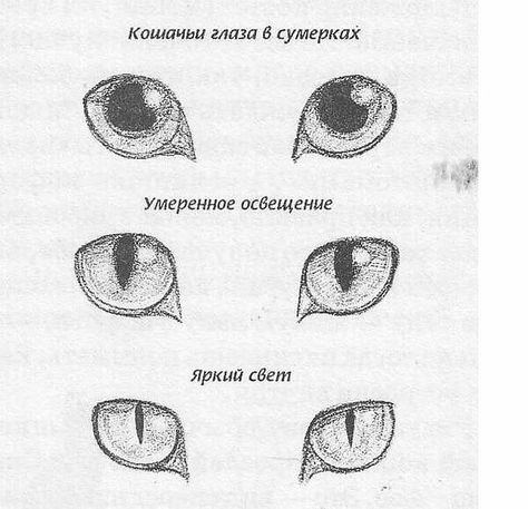 Cat Face Proportions, Draw Cat Eyes, Cat Eye Drawing, Cat Eyes Drawing, Arts Paint, Draw Tutorial, Face Proportions, Cat Drawing Tutorial, How To Draw Steps