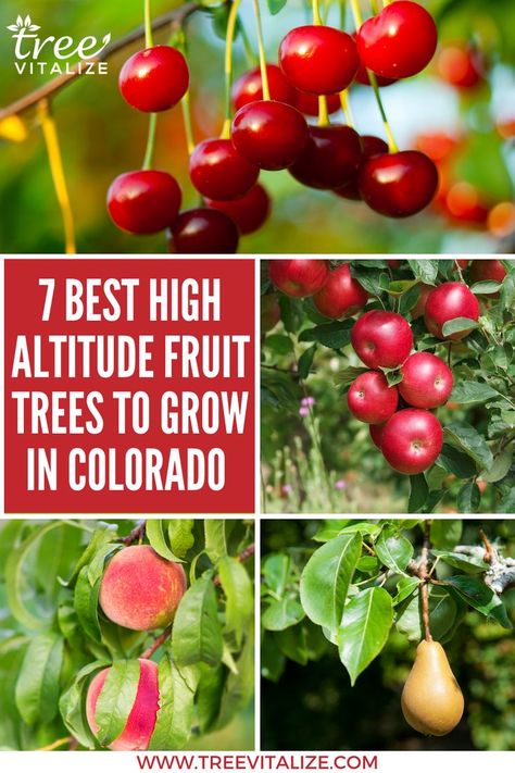 7 Best High Altitude Fruit Trees To Grow in Colorado Colorado Fruit Trees, High Elevation Gardening, Colorado Homestead, Zone 4 Gardening, Gardening In Colorado, Growing Peach Trees, High Altitude Gardening, Colorado Plants, Plant Fruit Trees