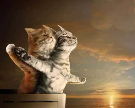 Jack & Rose Titanic Cat Art funny Two Cats, 웃긴 사진, Animal Quotes, Funny Animal Pictures, Crazy Cat Lady, 귀여운 동물, Crazy Cats, Cat Pics, Cat Love