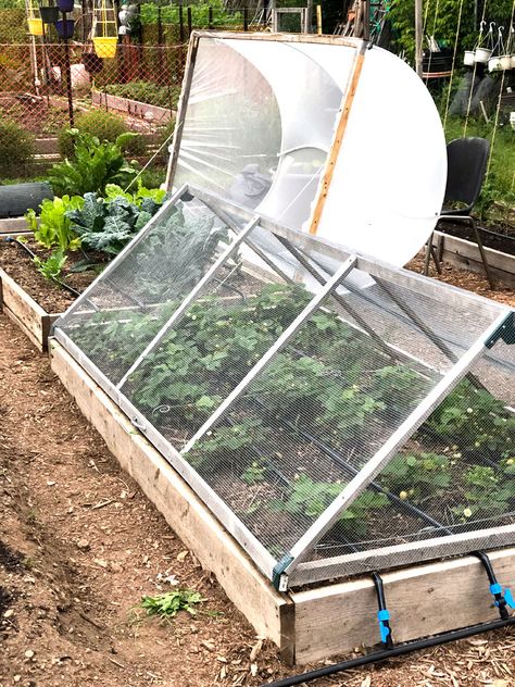 DIY hoop houses, one net and one 1/4" hardware cloth to protect kale and strawberries respectively. Garden Simple, Diy Garden Bed, Garden Netting, Building A Raised Garden, Potager Garden, Raised Garden Beds Diy, Square Foot Gardening, Vegetable Garden Design, Garden Bed