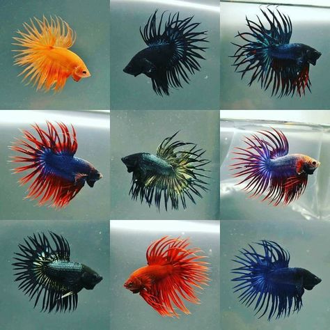 Which on these crowntail betta do you like? Leave a comment below #BettaLove #CrownTail #FishyFavorites Crowntail Betta Fish, Fish Types, Fish Tank Terrarium, Betta Fish Types, Rare Fish, Fish Varieties, Pretty Fish, Inside Shop, Aquarium Ideas