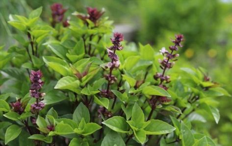 basil spiritual meaning Insect Repellent Plants, Types Of Basil, Ocimum Basilicum, Basil Herb, Basil Seeds, Easy Plants To Grow, Basil Plant, Thai Basil, Sweet Basil