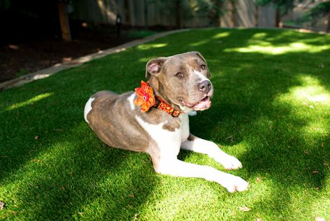 Does Artificial Grass Feel Like Real Grass? | Install-It-Direct Artificial Grass Backyard, Artificial Grass For Dogs, Pet Turf, Best Artificial Grass, Artificial Grass Installation, Artificial Lawn, Dog Pee, Artificial Turf, Dogs Pooping