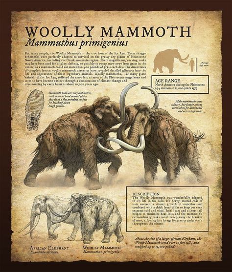 Regnul Animal, Prehistoric Wildlife, Prehistoric World, Ancient Animals, Wooly Mammoth, Paleo Art, Extinct Animals, Dinosaur Art, Prehistoric Creatures