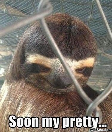 Hehe....... See you tonight........ Funny Sloth Pictures, Creepy Sloth, Animals With Captions, Koala Meme, Sloth Meme, Funny Koala, Creepy Animals, Funny Animals With Captions, Funny Pictures With Captions