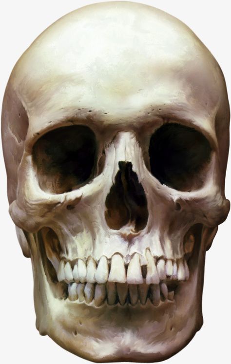 Front Facing Skull Reference, Skeleton Head Reference, Skeleton Head Drawing, Skull Labeled, Skull Smile, Face Skeleton, Head Skeleton, Picture Of A Person, Head Clipart