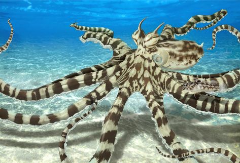 Seahorse Aquarium, Octopus Photos, Mimic Octopus, Sea Snake, Octopus Design, Lion Fish, Ocean Wallpaper, Ocean Creatures, Marine Animals