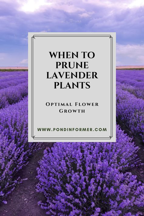 Lavender Pruning, Lavender Bushes, Lavender Care, Lavender Varieties, Spanish Lavender, Lavender Bush, Pond Netting, Lavender Plants, Pond Aerator