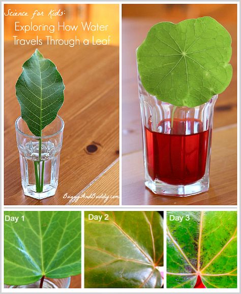 Use this science activity to teach kids in preschool, kindergarten, 1st or 2nd grade how water travels through leaves. Plants Science Activities, Vetenskapliga Experiment, Planting For Kids, Kid Experiments, Science Projects For Kids, Science Activities For Kids, Stem For Kids, Kindergarten Science, Kids Exploring