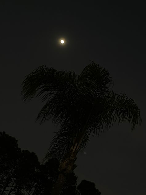 a palm tree accompanied by the full moon at night. forest trees in the background. Treasure Island Florida, Florida Aesthetic, Moon Dark, Tree Moon, Florida City, Me And Bae, Southern Gothic, Gothic Aesthetic, Treasure Island