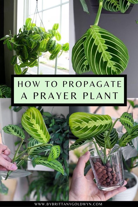 Want to learn about prayer plant propagation? I'm sharing a detailed guide with photos about how to root cuttings in water, LECA, and more! How To Propagate Prayer Plant, Prayer Plants Houseplant, Easy Plants To Propagate, Houseplant Propagation, Indore Plants, Prayer Plant Care, Propagate Plants, Poinsettia Care, Gardening Indoors