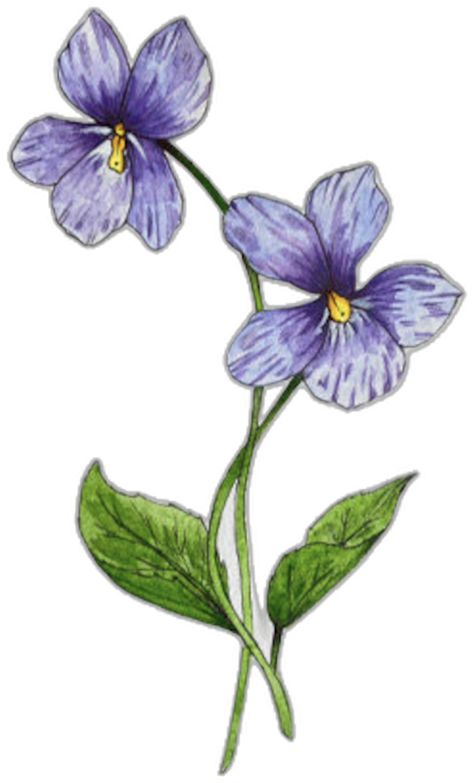 Wild Violet Tattoo, Violet Tattoo, Flower Flat, Flat Drawings, Violet Flower, Blue Violet, Flower Drawing, Violet, Daisy