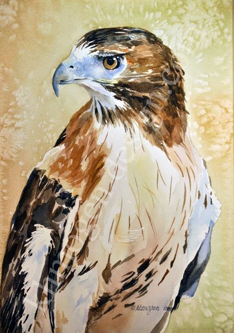 redtail hawk 11"x 15"  1/4 sheet watercolor $275.00 Hawk Watercolor Painting, Hawk Painting Acrylic, Watercolor Hawk, Watercolor Pets, Hawk Painting, Redtail Hawk, Paintings Creative, Red Tail Hawk, Colorful Animal Paintings