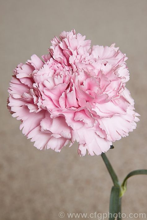 Pink-flowered Florists' Carnations (Dianthus caryophyllus). This species has been so long in cultivation and so extensively developed that its native range is not known, though it is presumed to be around the Mediterranean. In the wild it has very fragrant, bright pink to purple flowers on stems up to 80cm tall. Garden forms occur in a myriad of colours, are usually fully double and less fragrant. More Dianthus Photos. Dianthus Caryophyllus, Pictures Of Plants, Sweet William, Parts Of A Flower, Pink Carnations, Pink Photo, Herbaceous Perennials, Plant Pictures, Farm Gardens