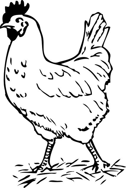 animals, outline, cartoon, birds, bird Chicken Outline, Chicken Clip Art, Chicken Coloring Pages, Clip Art Black And White, Art Outline, Chicken Coloring, Chicken Drawing, Animal Outline, Chicken Pictures