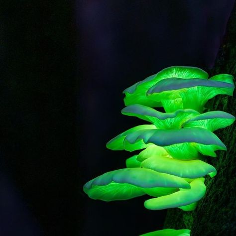 Botanic Gardens of Sydney on Instagram: "💚 Wow! These radiant treasures captured by @ausmashmash show the brilliant #ghostfungus (Omphalotus nidiformis) in all its glowing glory! ~ 👻 You'll find these bioluminescent beauties growing from dead wood all across the south-east of Australia.  ~ ☠️ If you are lucky enough to spot these in the wild, don't harvest them to eat as they are toxic when consumed. They’re often mistaken for forest oyster mushrooms.  ~ #BotanicSydney" Glowing Mushroom Aesthetic, Psylocibin Mushroom, Bioluminescent Fungi, Mycelium Network, Glowing Mushrooms, Clay Mushroom, Eternal Return, Oyster Mushroom, Oyster Mushrooms