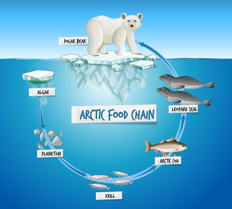 Polar Bear Food Ideas, Bear Food Ideas, Teddy Bears Picnic Food, Polar Bear Food, Food Chain Diagram, Bear Food, Food Ideas For Kids, Ecosystems Projects, Ocean Food