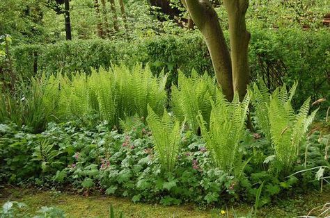 Mound Garden, Matteuccia Struthiopteris, Shade Perennials, Types Of Soil, Hedges, Yellow Flowers, Perennials, Planting, Soil