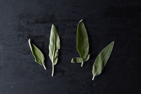 Fresh Sage and 16 Ways to Use It (That Don't Involve Poultry or Stuffing) on Food52 Sage Uses, Sage Recipes, Rosemary Recipes, Eat Me Drink Me, Fresh Sage, Drink Inspiration, How To Dry Sage, Cooking Sauces, Eat To Live