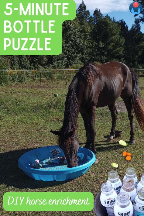 A black horse stands with nose in a blue kiddie pool containing seven plastic water bottles holding feed and treats. Inset white text on green background reads: 5 minute bottle puzzle DIY horse enrichment. In lower corner, close up of plastic bottles and horse treats. Horse Enrichment, Diy Horse Toys, Toys For Horses, Donkey Care, Food Puzzle, Indoor Rabbit Cage, Horse Farm Ideas, Horse Lessons, Horse Food