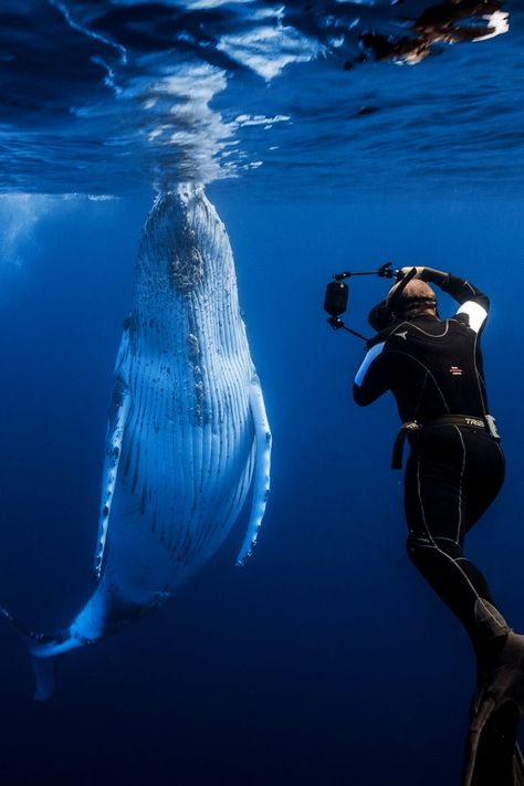 Take a photo! by: ( Gaby Barathieu ) Wildlife Biologist, Under The Water, Underwater Photographer, Marine Biologist, Oceanography, A Whale, Marine Biology, Scuba Diver, Humpback Whale