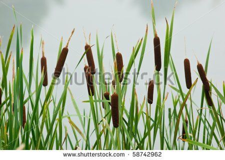 Typha latifolia, Common Bulrush, Broadleaf Cattail, blackamoor, flag, mace reed, water-torch - stock photo Tree Favors, Highbush Blueberry, Eastern Redbud, Extreme Close Up, Flower Spike, Unique Plants, Edible Plants, Types Of Soil, Soft Hair