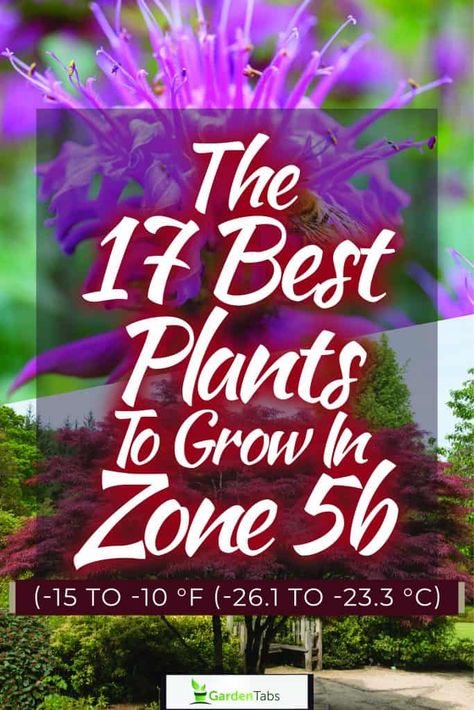 The 17 Best Plants to Grow in Zone 5b (-15 to -10 °F (-26.1 to -23.3 °C) Zone 5a Gardening, Zone 5 Gardening, Japanese Painted Fern, Coral Bells Heuchera, Virginia Bluebells, Drought Tolerant Perennials, Hardiness Zones, Plant Zones, Zone 5