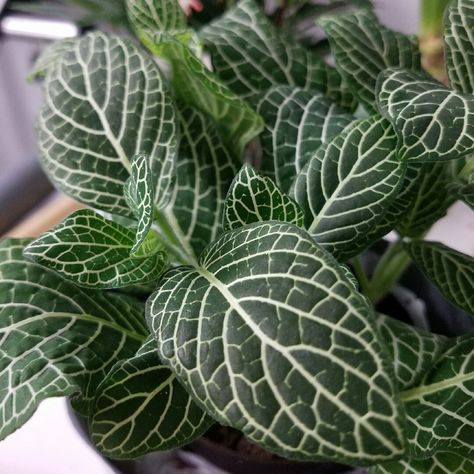 Fittonia argyroneura 'White Anne', Nerve Plant 'White Anne' in GardenTags plant encyclopedia White Anne Plant Care, White Anne Plant, Silver Vine Plant, White Valerian Plant, English Ivy Houseplant, Fittonia Albivenis, Fittonia Argyroneura, Nerve Plant, Yard Plants