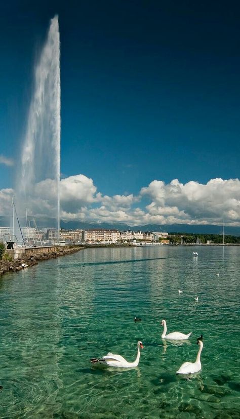 Water Aesthetic, Geneva Switzerland, Europe Tours, Switzerland Travel, Destination Voyage, Travel Goals, Swans, Science And Nature, Geneva