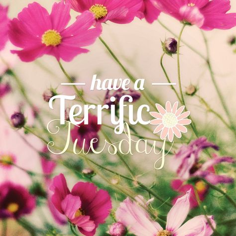 Have a terrific Tuesday #photofy #photofyapp Thankful Tuesday, Have A Terrific Tuesday, Terrific Tuesday, Happy Tuesday