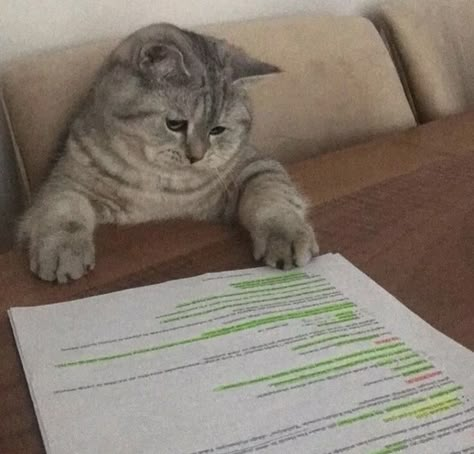 Studying Funny, Funny Looking Cats, Cute Animal Memes, Funny Animal Photos, Silly Cats Pictures, Cute Cats Photos, Funny Cat Pictures, Cats Cute