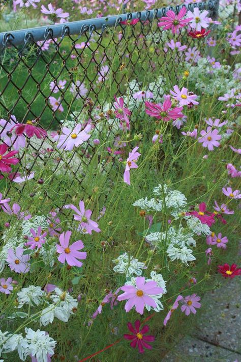 School Landscaping, Chainlink Fence, Backyard Fence Decor, Urban Homestead, Outdoor Installation, Country Fences, Cheap Fence, Fence Garden, Country Gardens