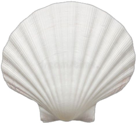 Ocean shell. Close up of ocean shell isolated on white background , #Aff, #Close, #shell, #Ocean, #ocean, #background #ad Ocean Background, Sea Shells, Photo Image, Mood Board, Close Up, White Background, Royalty Free Stock Photos, Shells, Stock Photos