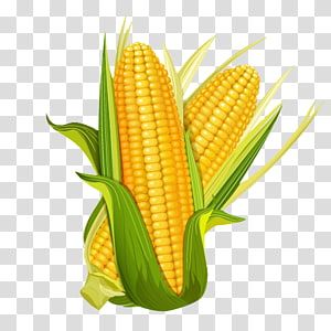 Corn Illustration, Maize Plant, Flint Corn, Popcorn Seeds, Corn Cereal, Corn Vegetable, Advert Design, Corn Maize, Wheat Cereal