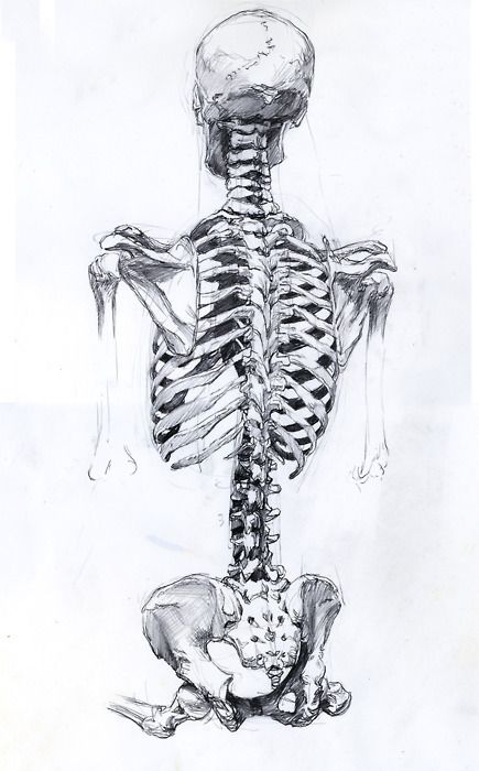 Skeletal Anatomy Reference Drawing Anatomy Bones, Skeleton Anatomy, Skeleton Drawings, Human Figure Drawing, Human Anatomy Art, Anatomy Sketches, Anatomy For Artists, Skeleton Art, A Skeleton