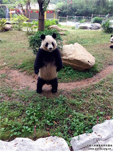 Panda "Yuan Zhou" stands up on his hind legs to reach food, making him look like a boxer. "Yuan Zhou", a male giant panda, was born in 2010.  He is kept at the Chengdu Research Base of Giant Panda Breeding in southwest China's Sichuan Province. http://www.chinatraveltourismnews.com/2015/04/giant-panda-stands-up-like-boxer.html Panda Standing, Mural Pictures, Panda Stuff, Chinese Travel, Food Making, Panda Bears, Lovely Animals, Giant Panda, Chengdu