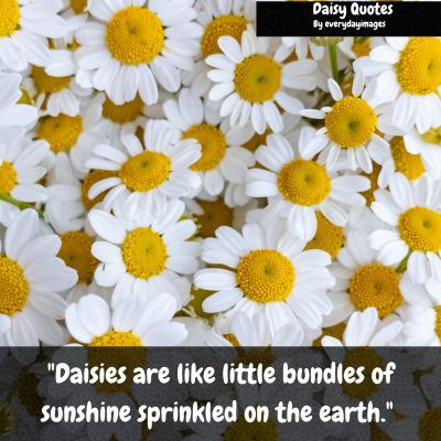 51+ Best Daisy Quotes, Sayings & Captions For Instagram - Everyday Images Types Of Daisies, Daisy Quotes, Ancient Egyptian Tombs, Daisy Petals, Most Popular Flowers, Daisy Field, Popular Flowers, Captions For Instagram, If You Love Someone