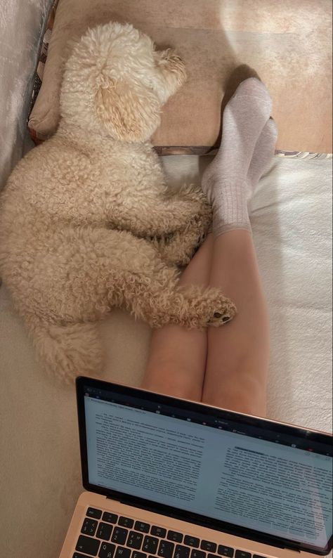 All About Blonde Dog Breeds | Cute & Funny Blonde Dogs Aesthetic Mini Poodle Aesthetic, Toy Poodle Aesthetic, Laptop Pictures Aesthetic, Aesthetic Dog Pics, Poodle Aesthetic, Poodle Wallpaper, Dog Mom Aesthetic, Poodle Colors, Blonde Dog