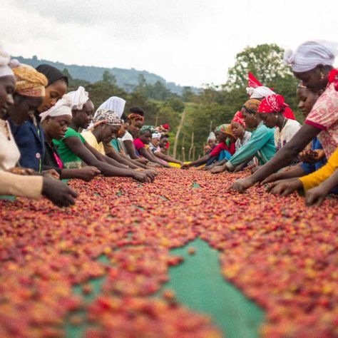 Coffee beans from Sidamo in Ethiopia (via AllPress). Coffee Farm Photography, Coffee Ethiopia, Ethiopia Coffee, Coffee Content, Coffee House Design, Coffee Around The World, Coffee Market, Cafe Pictures, Ethiopian Coffee