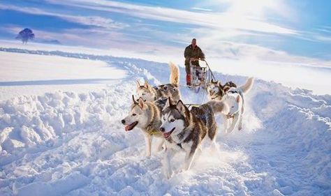 Huskies Sled, Family Getaways, Best Dog Breeds, Dog Sledding, Siberian Husky, Sled, Best Dogs, Winter Wonderland, Dog Breeds