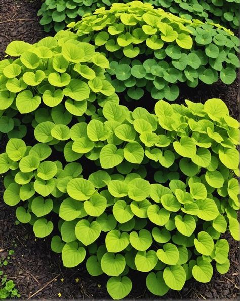 Creeping Jenny Groundcover Ideas: Transform Your Garden with Vibrant Color! Discover 20 stunning varieties to add texture and beauty to your outdoor space. Create a lush carpet of greenery that will turn heads! Creeping Jenny Plant, Lysimachia Nummularia, Evergreen Groundcover, Creeping Jenny, Outdoor Inspirations, Golden Leaves, Ground Cover, Yellow Flowers, Color Splash