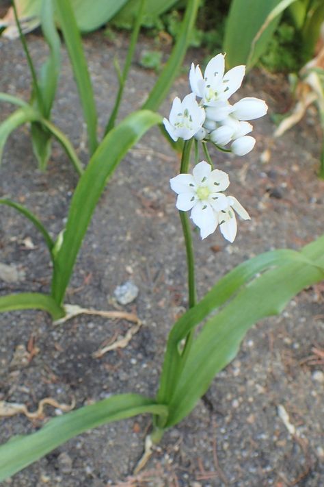 Allium Neapolitanum, Ornamental Onion, Drought Tolerant Garden, Rock Garden Design, Simple Leaf, Star Of Bethlehem, Spring Bulbs, Leaf Coloring, Bulb Flowers