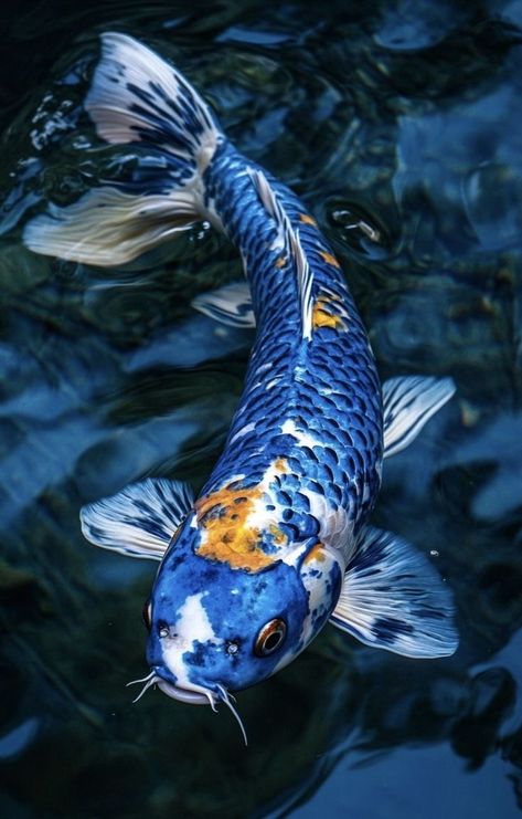 Aquarius Painting Ideas, Koi Fish Photography, Fish Symbolism, Fish References, Chinese Animals, Aquarium Wallpaper, Blue Koi Fish, Ocean Wallpapers, Fish Are Friends Not Food