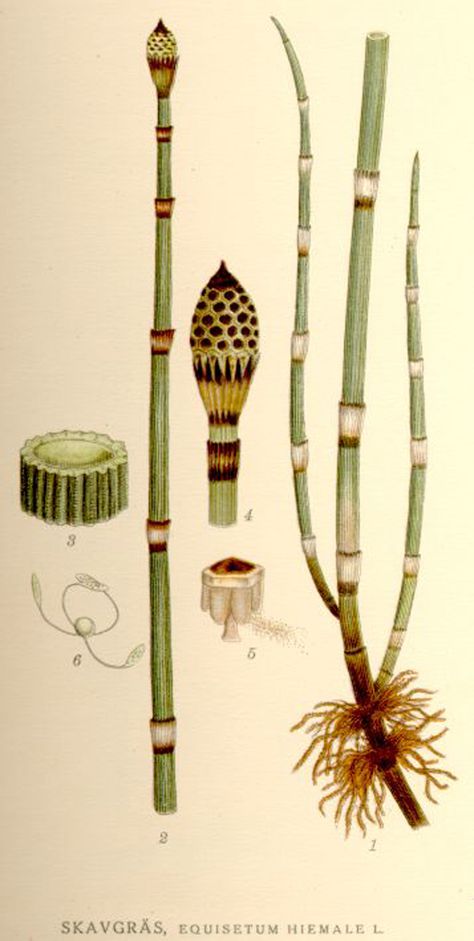 Equisetum Hyemale (Horsetail): The BEST Plant for Tooth Health + 8 More Benefits! - The Grow Network : The Grow Network Horsetail Reed, Health Images, Teeth Health, Scientific Illustration, Cactus Y Suculentas, Nature Illustration, Botanical Flowers, Cool Plants, Growing Plants